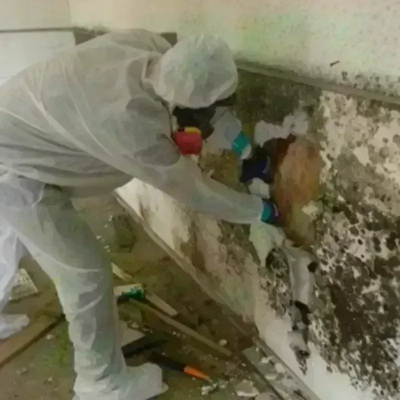 Mold Remediation and Removal in DeKalb County, IN